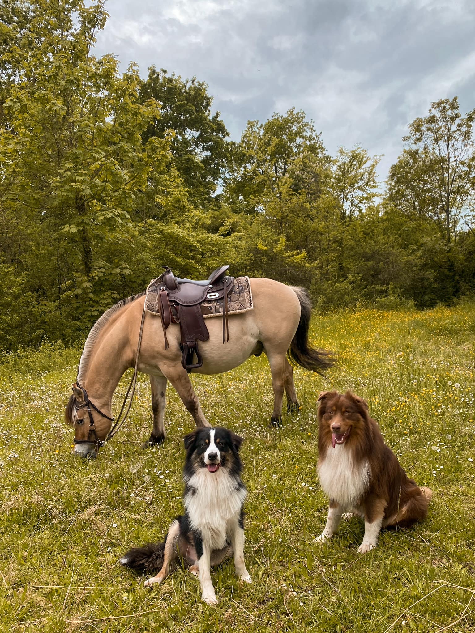 Chiens et cheval