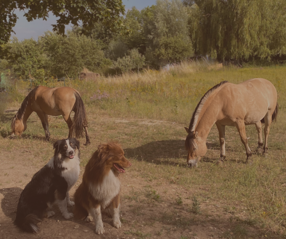 Les animaux de Vasco & Co
