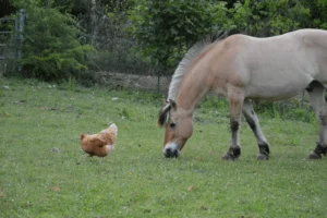 Vasco le poney et Gallina la poule