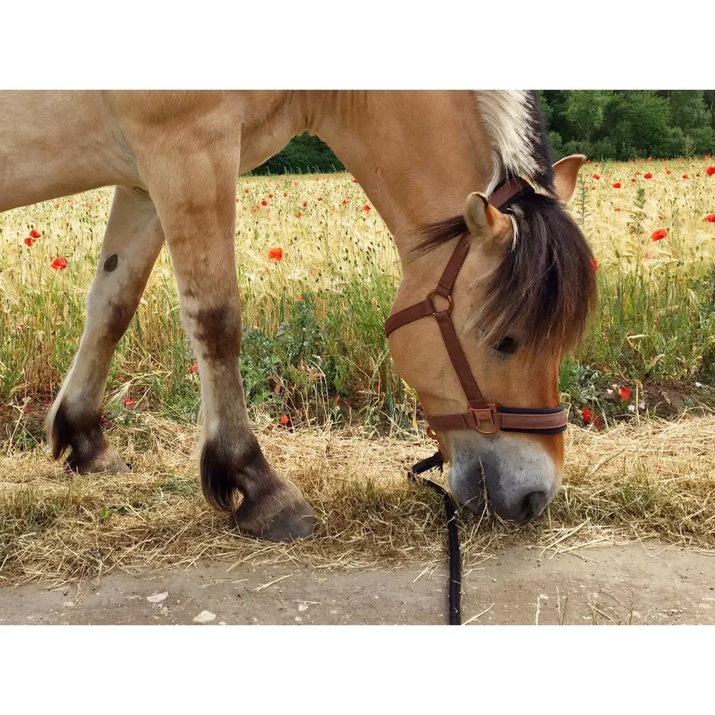 Vasco qui broute dans les champs